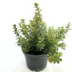 Rhus Ornamental - Imagen 3