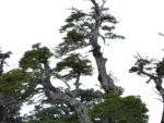 Coihue Nothofagus Dombeyi - Imagen 2