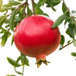 Granado Árbol Frutal - Imagen 4