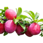 Ciruelo Árbol Frutal - Imagen 4