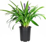 Liriope Muscari (hierba Mono): Planta Borde Perenne Espigas - Imagen 3