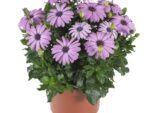 Osteospermum (margarita Africana): Flores Abundantes - Imagen 2