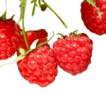 Planta Frambuesa - Imagen 2