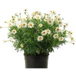 Paquerette Flor Blanca - Imagen 3