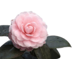 Camelia Japonica - Imagen 2