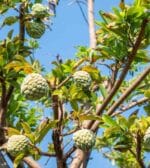 Chirimoyo Árbol Frutal - Imagen 4