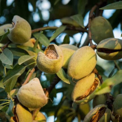 Almendro Árbol Frutal