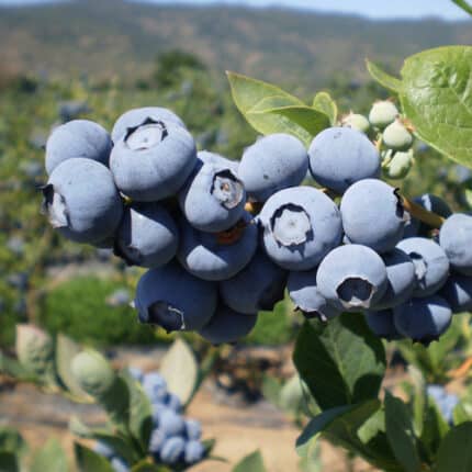 Arándano (blueberry) Planta Frutal
