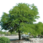 Algarrabo de Chile - Imagen 3