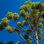 Araucaria Brasileña