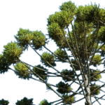 Araucaria Brasileña - Imagen 2