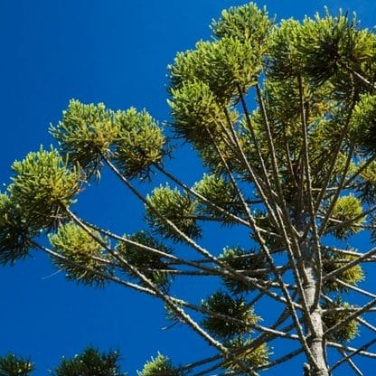 Araucaria Brasileña