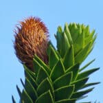 Araucaria Chilena