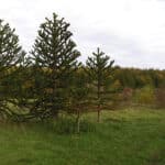 Araucaria Chilena - Imagen 3