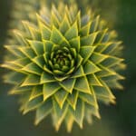 Araucaria Chilena - Imagen 2