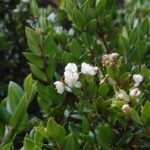 Arrayán Luma Apiculata