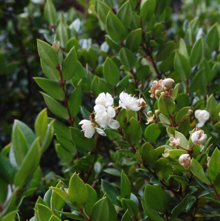 Arrayán Luma Apiculata