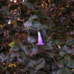 Arrayan Macho - Imagen 2