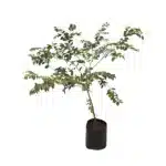 Arrayán Luma Apiculata - Imagen 2