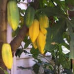 Babaco Papaya Montaña