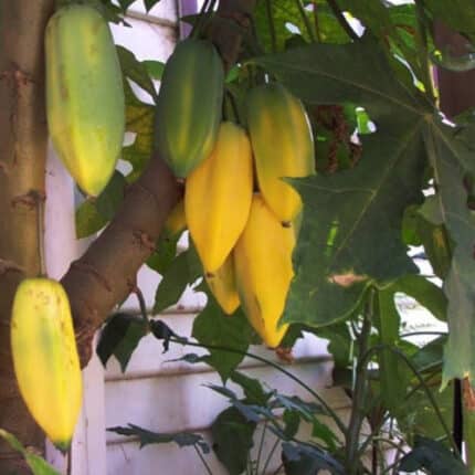 Babaco Papaya Montaña