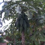 Babaco Papaya Montaña - Imagen 2