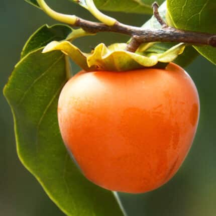 Caqui Persimón Árbol Frutal