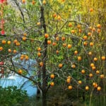 Caqui Persimón Árbol Frutal - Imagen 2