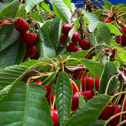 Cerezo Árbol Frutal