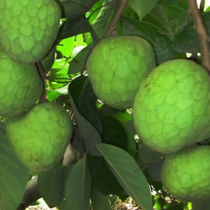 Chirimoyo Árbol Frutal