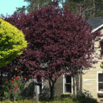 Ciruelo Árbol Frutal - Imagen 2