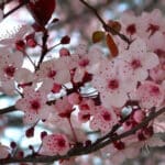 Ciruelo Árbol Frutal