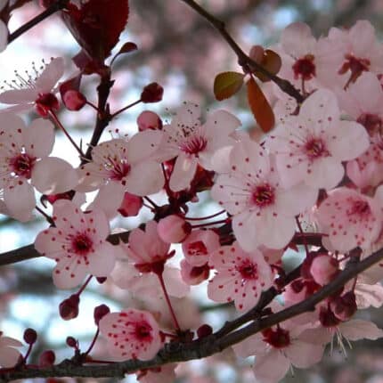 Ciruelo Árbol Frutal