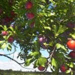 Ciruelo Árbol Frutal - Imagen 3