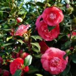 Camelia Japonica