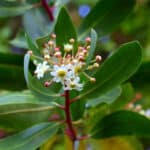 Canelo Árbol Nativo