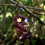 Coguil Lardizabala Biternata