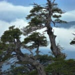 Coihue Nothofagus Dombeyi