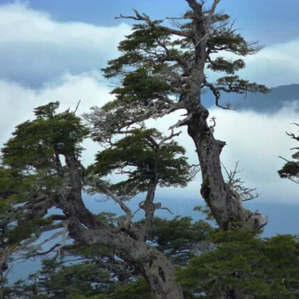 Coihue Nothofagus Dombeyi