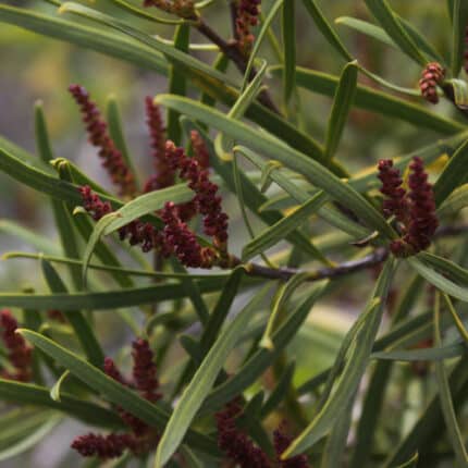 Colliguay Arbusto Nativo