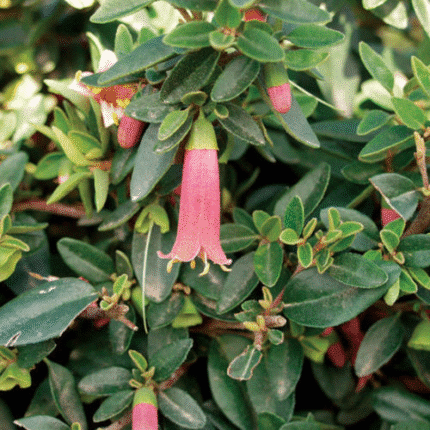 Correa Arbusto Ornamental