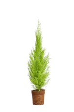 Cipres Macrocarpa - Imagen 2