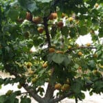 Damasco (albaricoque) Árbol Frutal - Imagen 3