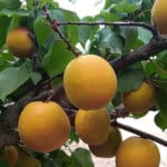 Damasco (albaricoque) Árbol Frutal