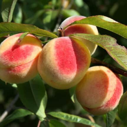 Duraznero (melocotonero) Árbol Frutal