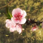 Duraznero (melocotonero) Árbol Frutal - Imagen 2