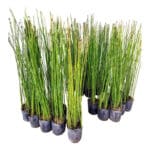 Equisetum (Cola de Caballo): Planta Acuática o Palustre de Diseño Minimalista y Vertical - Imagen 2