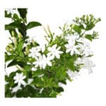 Jazmín de jujuy - Imagen 3