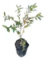 Maitén Árbol Nativo - Imagen 2