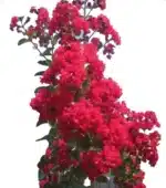 Crespón (árbol Júpiter) - Imagen 2